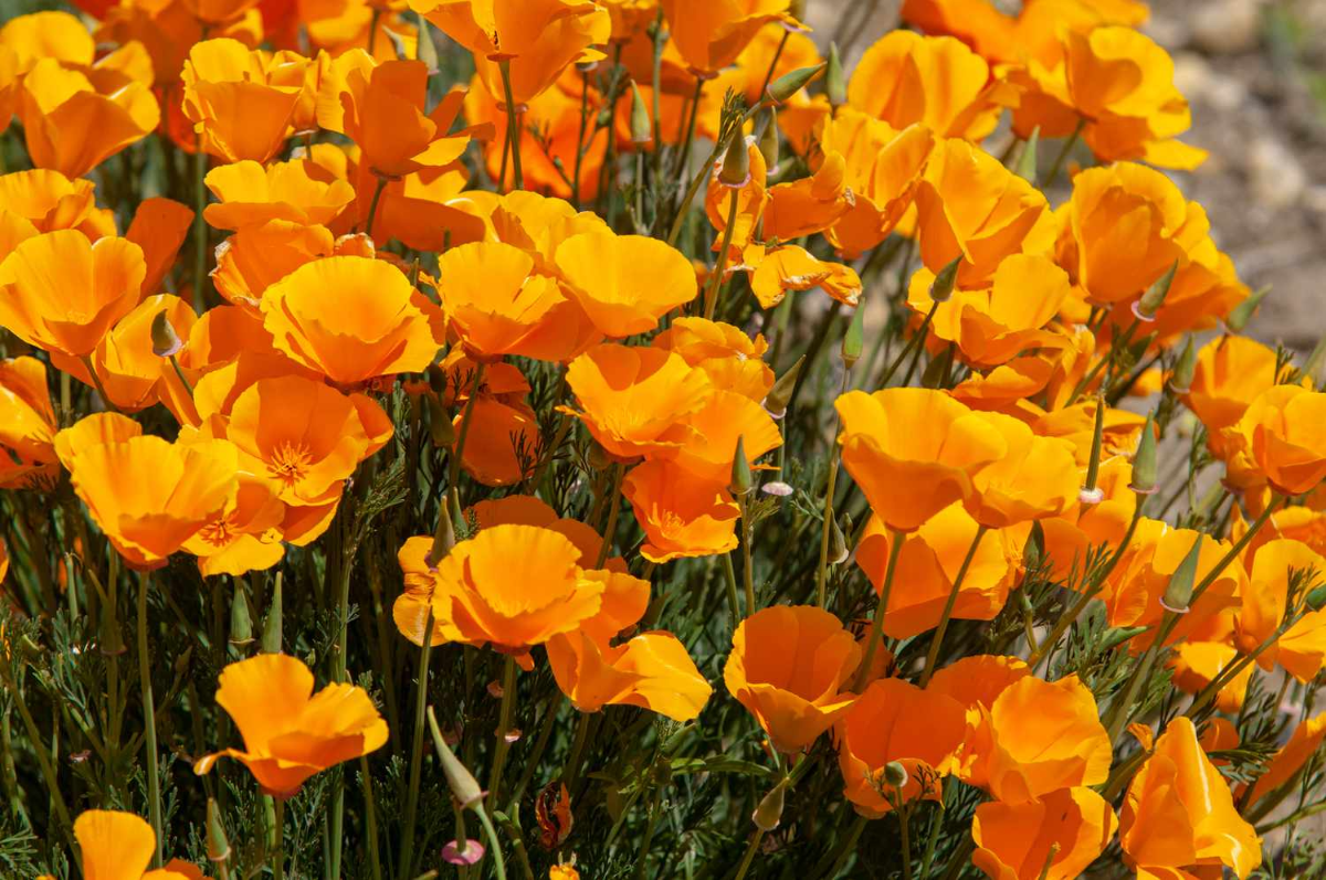 gelbe kalifornische mohnblumen sind gute blumen für trockenheit