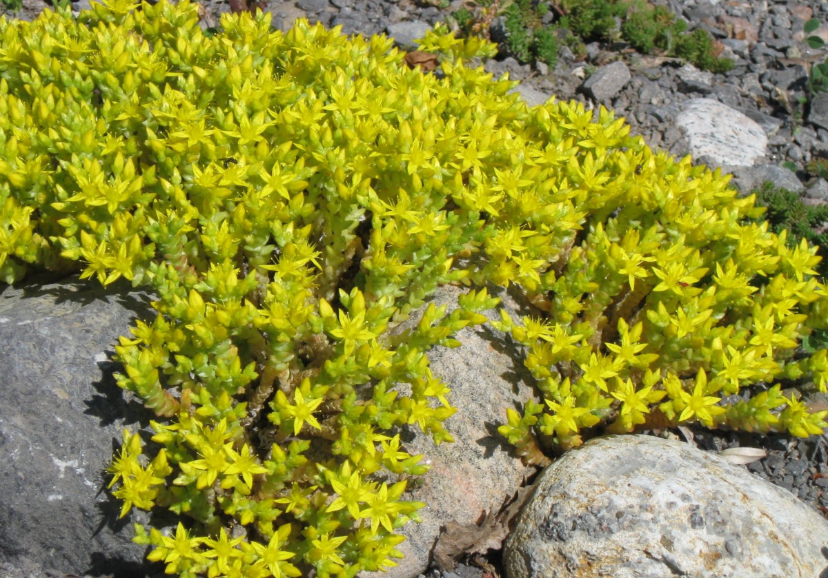 golden moss sedum gelbe blüten zwischen pflastersteinen
