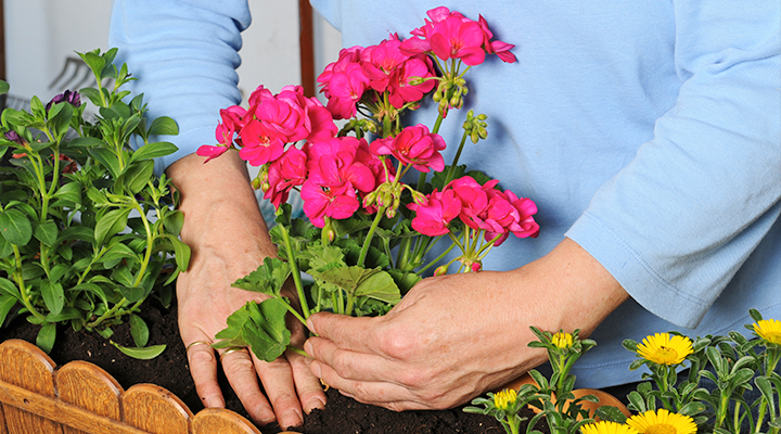 growing geraniums 2