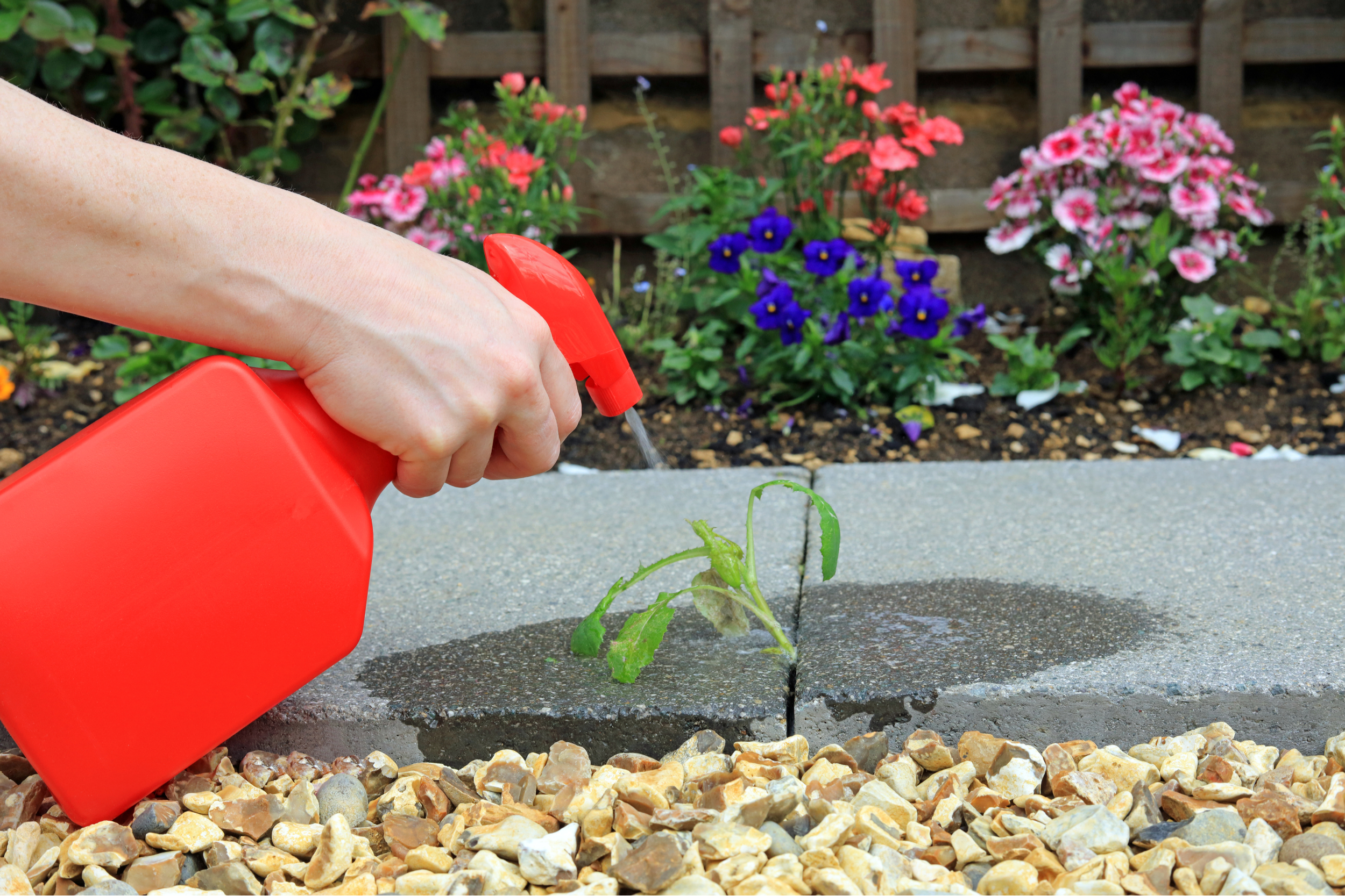 how to remove weeds between pavers tips