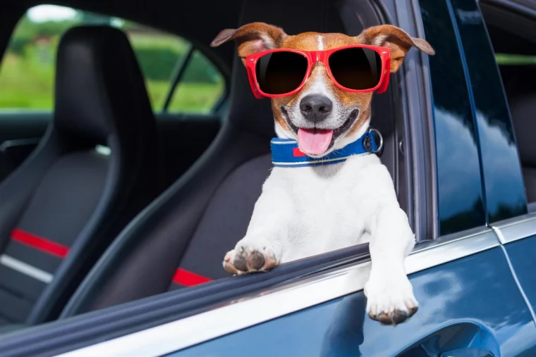 jack russel hund mit roter sonnenbrille sitzt im auto und schaut aus dem fenster
