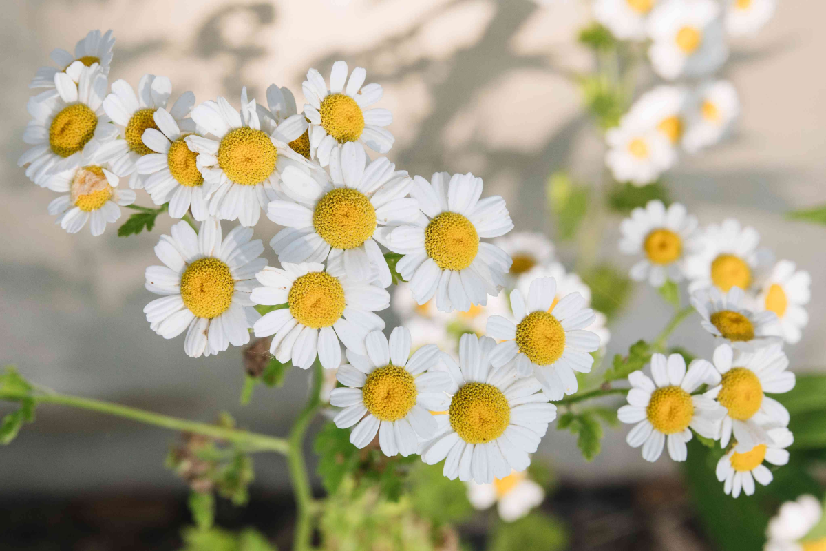 kamillenblüten im garten