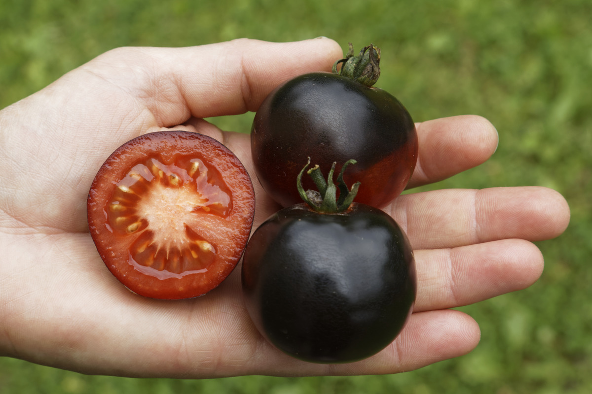mann hält reife schwarze tomaten in seiner hand