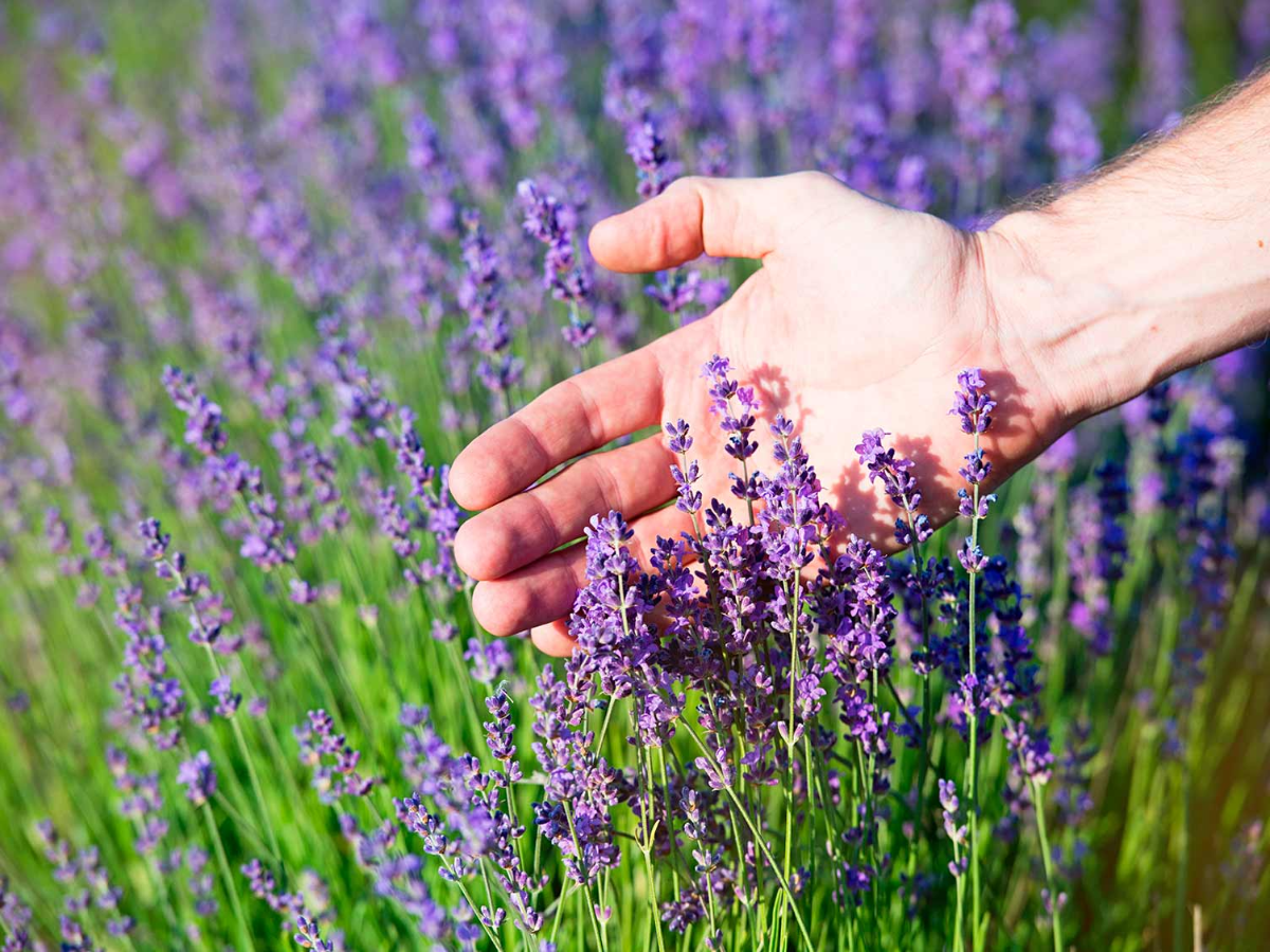 person berührt lavendelblüten im garten