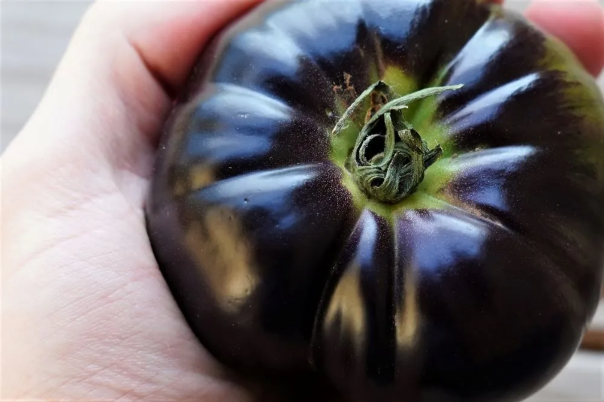 person hält schwarze große tomate mit grüner oberseite