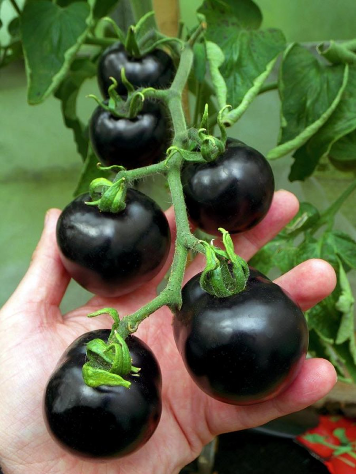 person hält wachsende schwarze tomaten mit grünen blättern