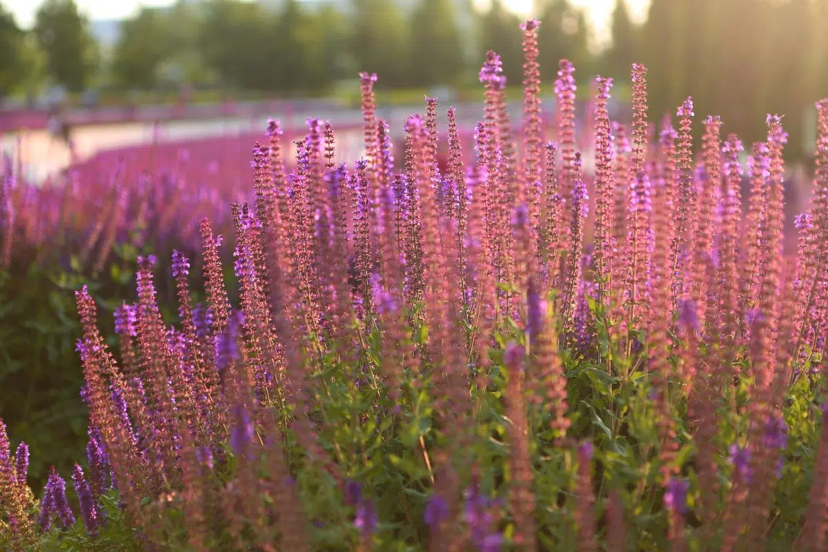 salbei im garten ist eine blume für die trockenheit