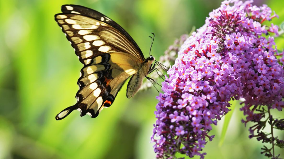 schmetterling auf lila schmetterlingsstrauch