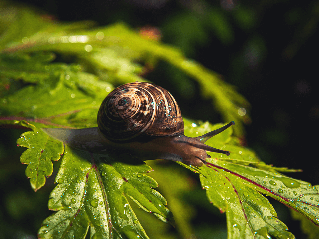 snails