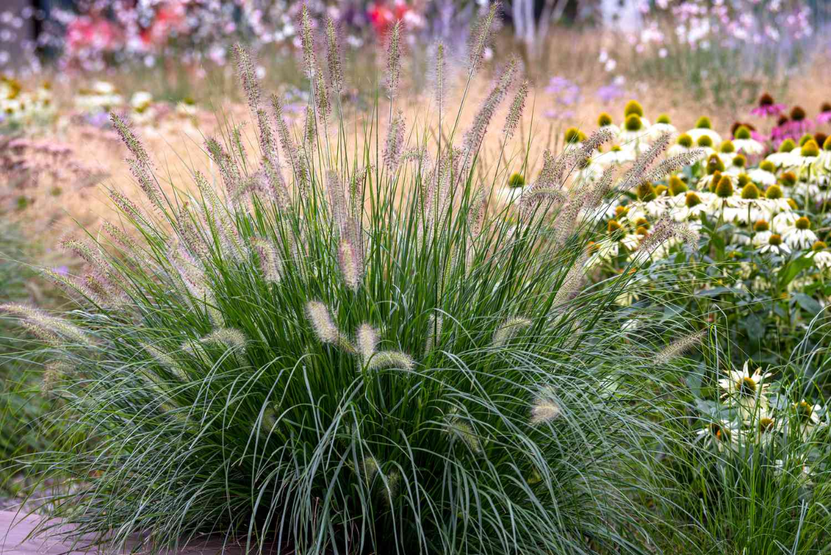 springbrunnengras im garten neben anderen blumen für trockenheit