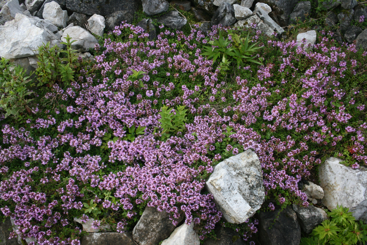 thymus serphyllum unkrautfreie pflaster und steine im garten