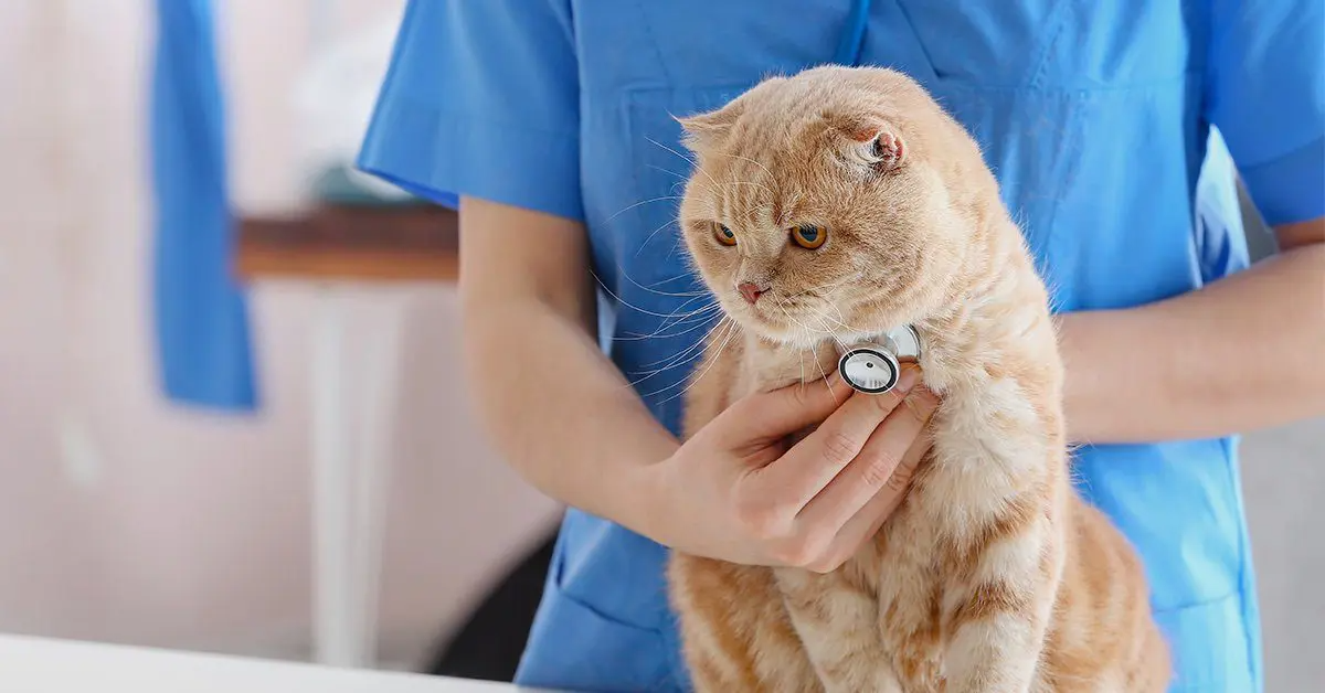 tierarzt überprüft gesundheit der gelben katze