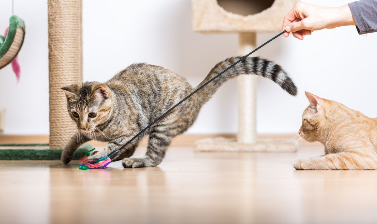 zwei katzen spielen mit katzenspielzeug mit person
