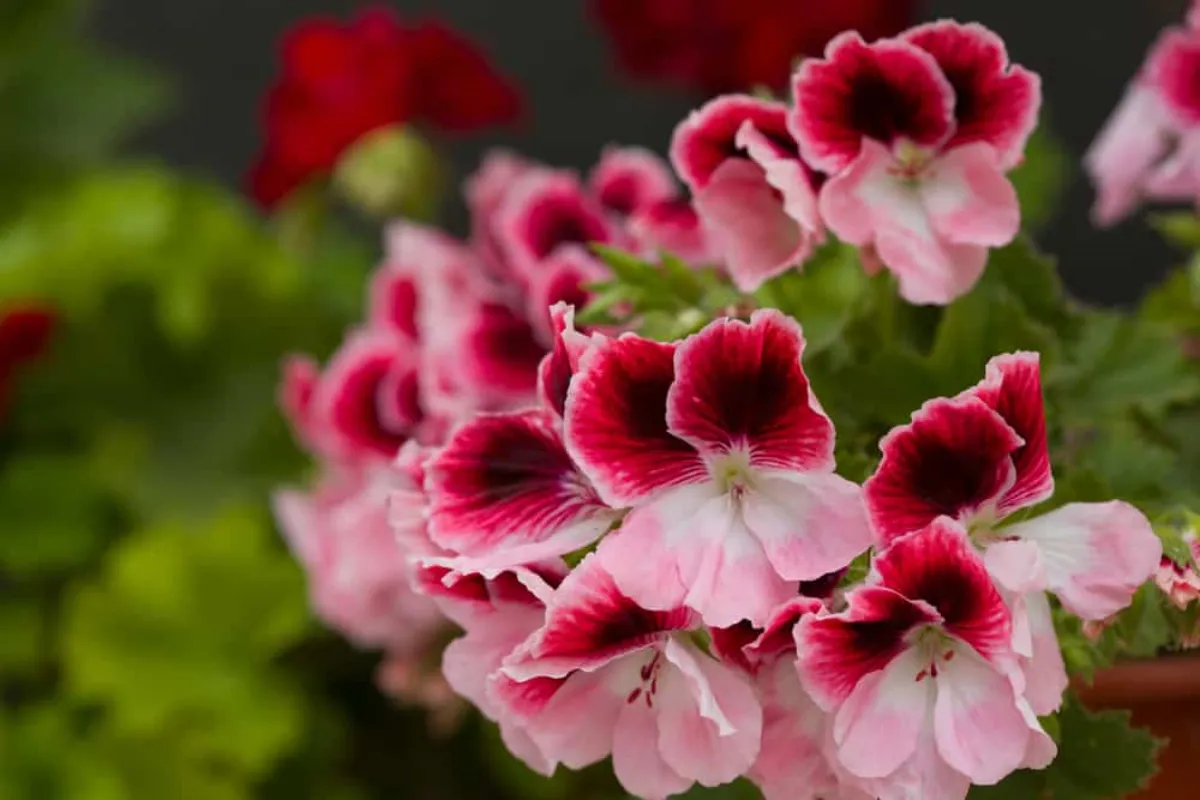 ab wann kann man geranien draußen pflanzen dreifarbige blüten rot weiß rosa