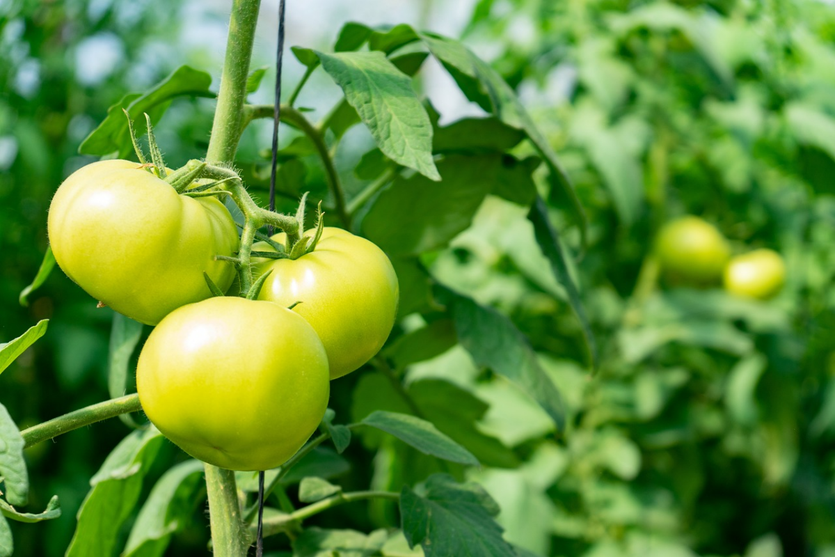 ab wann kann man tomaten ins freie pflanzen gruene tomaten