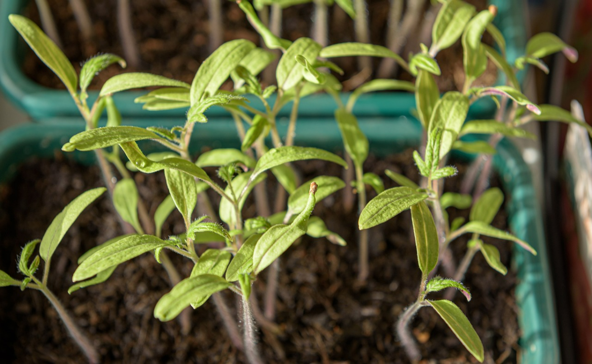 ab wann kann man tomaten ins freie pflanzen