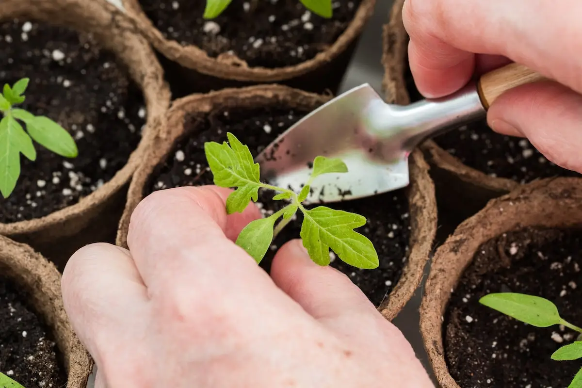 ab wann kann man tomaten pikieren wie soll man tomaten pikieren tomate keimlinge mit kleine gartenloeffel ausgraben