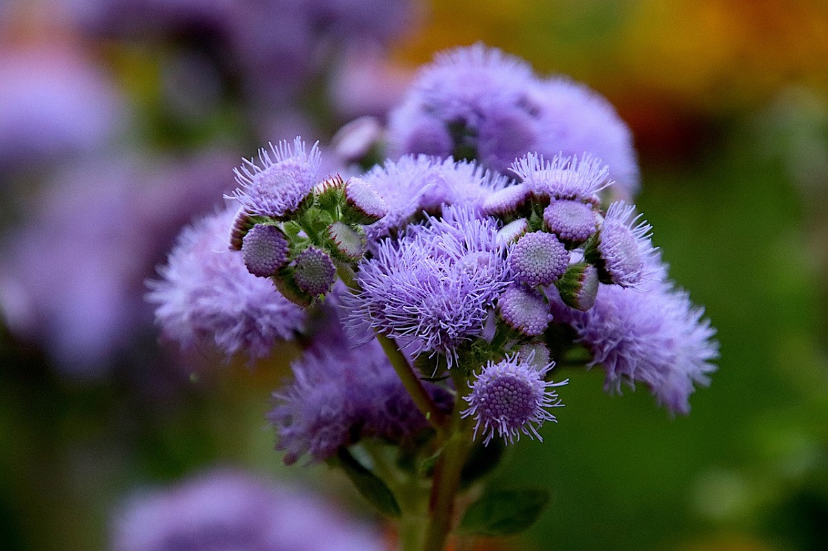 ageratum einjaehrige blume gartenparadies gestalten