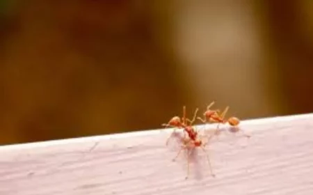 ameisen im haus was hilft gegen amesien zwei kleine ameisen auf holz