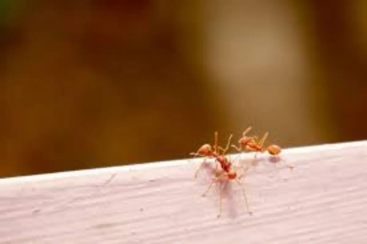 ameisen im haus was hilft gegen amesien zwei kleine ameisen auf holz