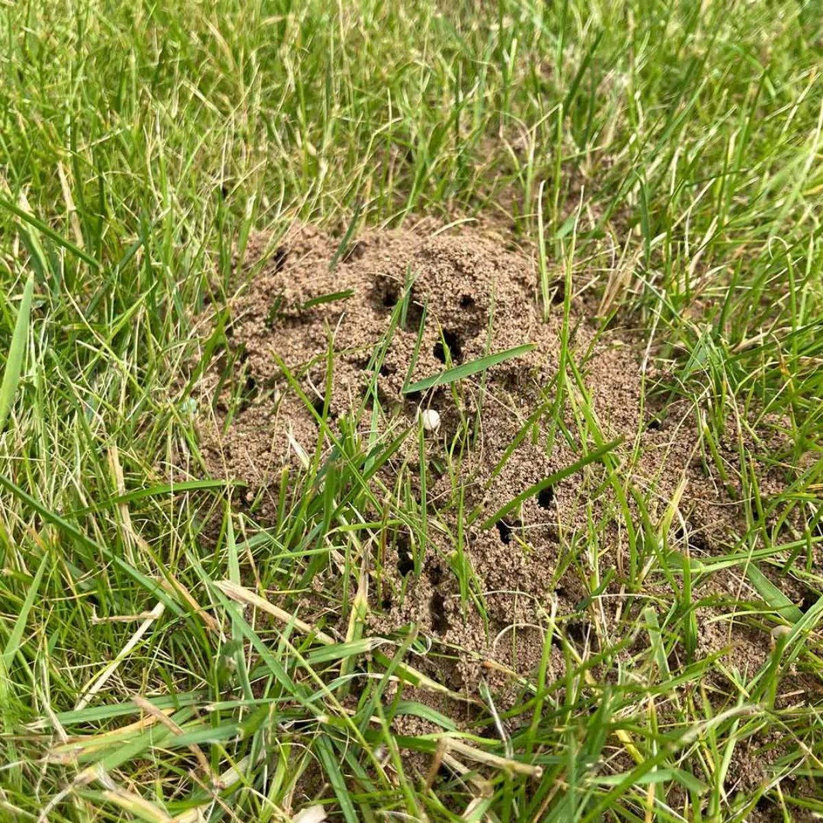 ameisen im rasen bekämpfen ameisenhaufen mit hausmitteln besprühen