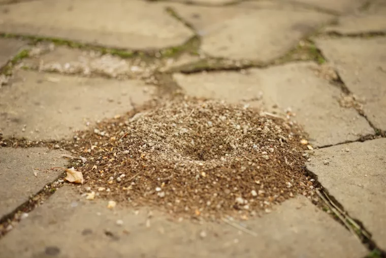 ameisenhaufen im pflaster beseitigen hausmittel verwenden
