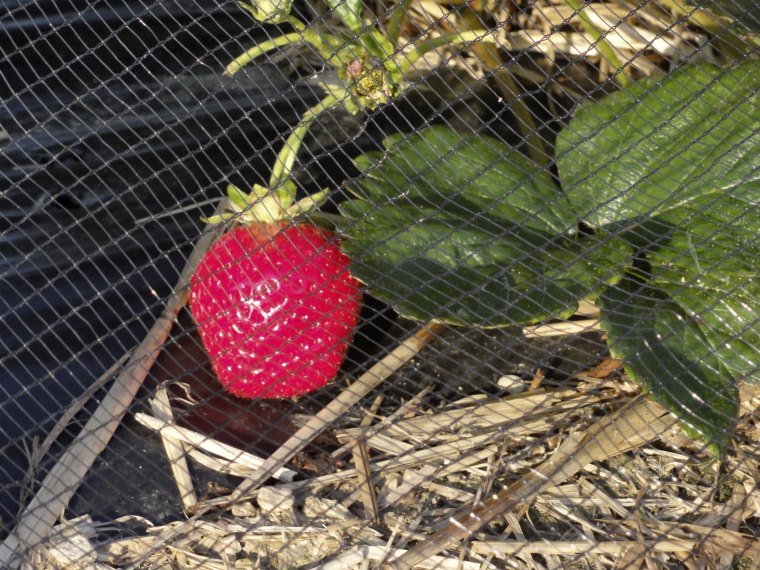 angefressene erdbeeren was haelt voegel von erdbeeren fern reife erdbeere schutznetz