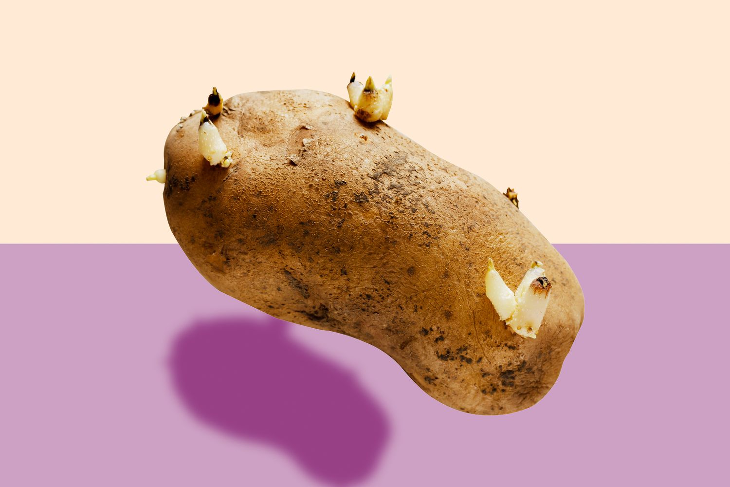 are sprouted potatoes ok safe to eat e4c7bd16ff524844b5bae8fcd29dc83f