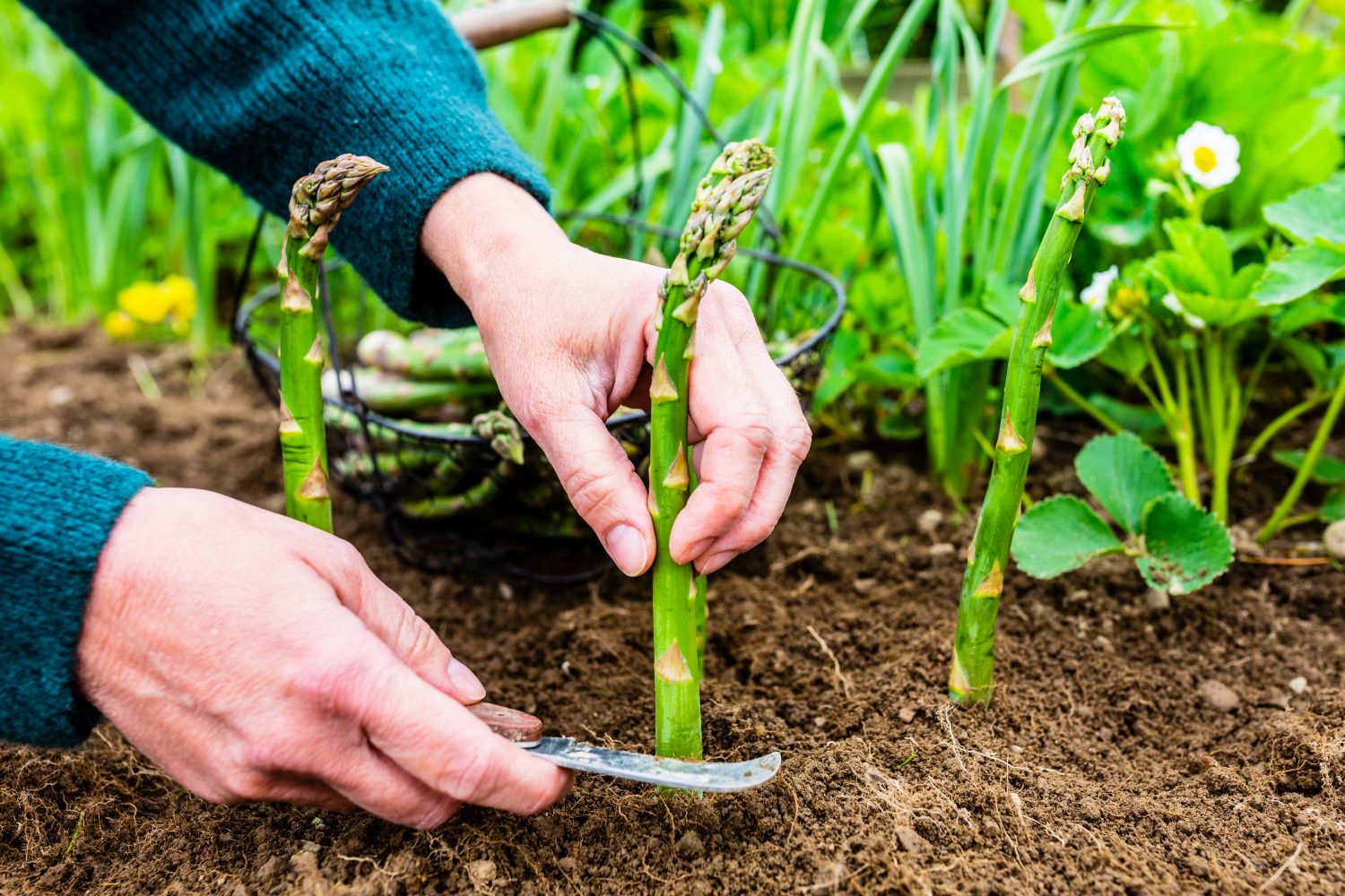 woman's,hand,shear,green,asparagus,in,the,garden.