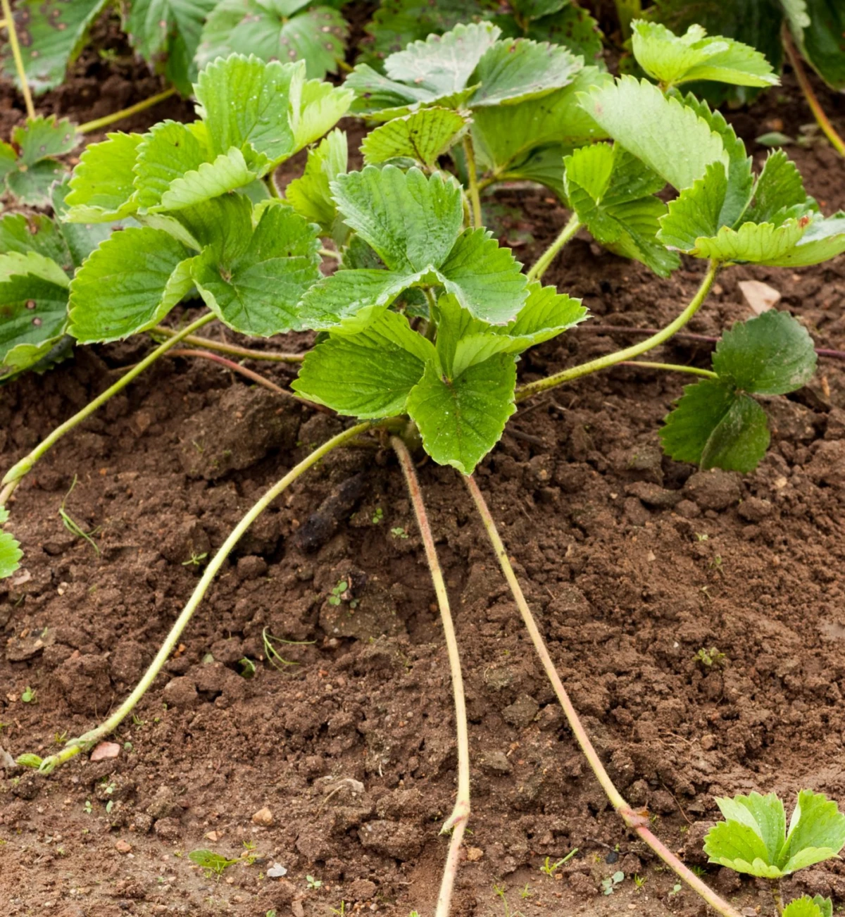 auslaeufer erdbeeren