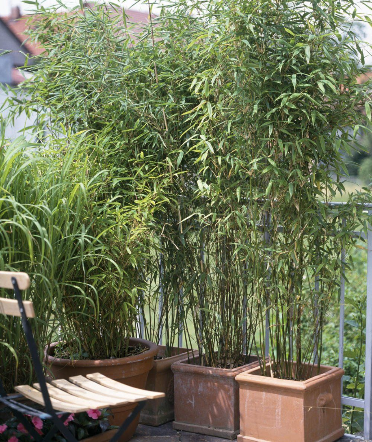balkon mit wenig geld verschoenern dschungel mit bambus kreieren
