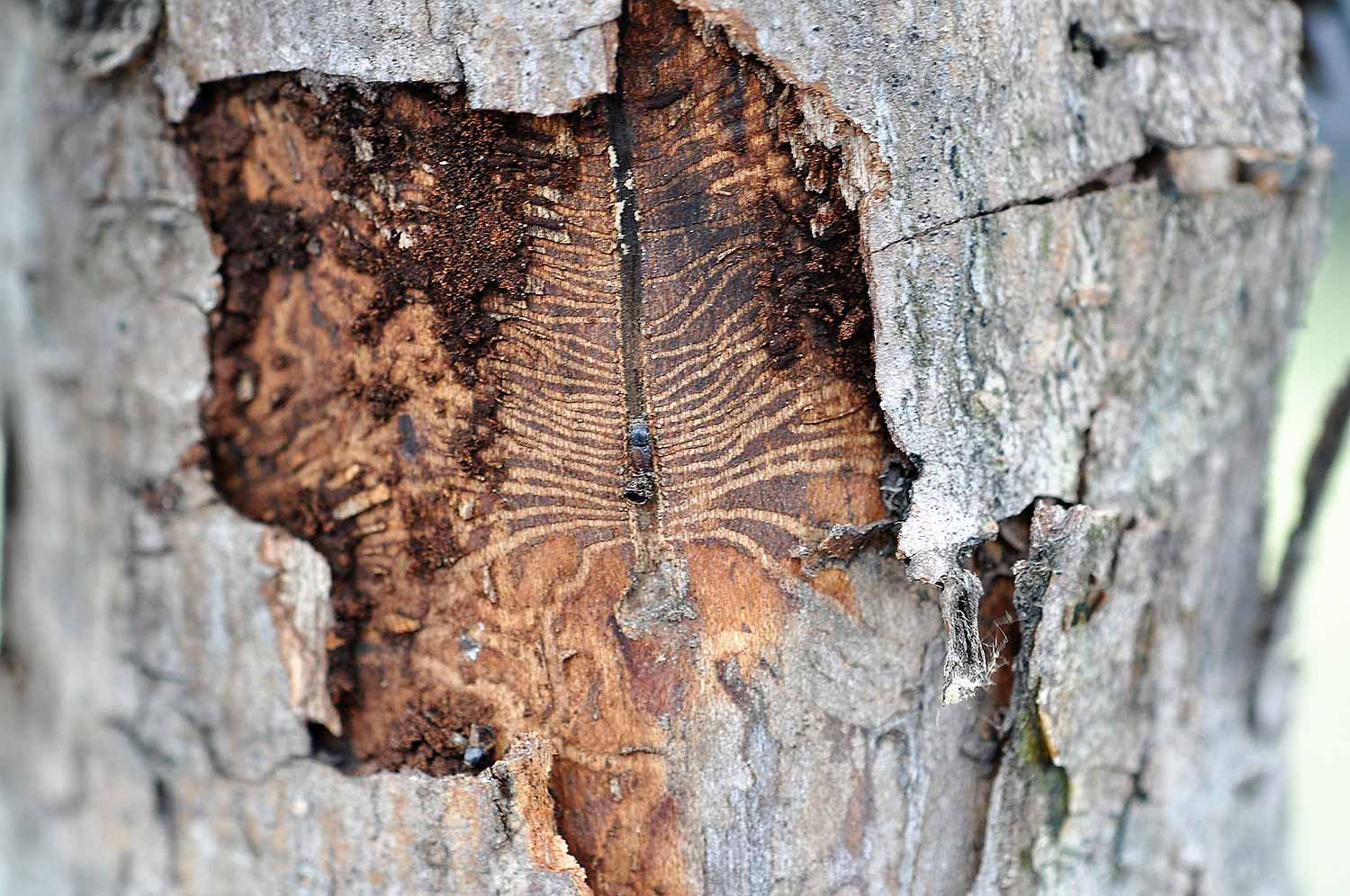 bark beetle tunnels