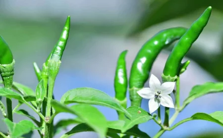 bei paprika die blueten entfernen so geht es