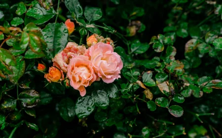 beste duenger fuer rosen im garten fruehjahr gartenpflege