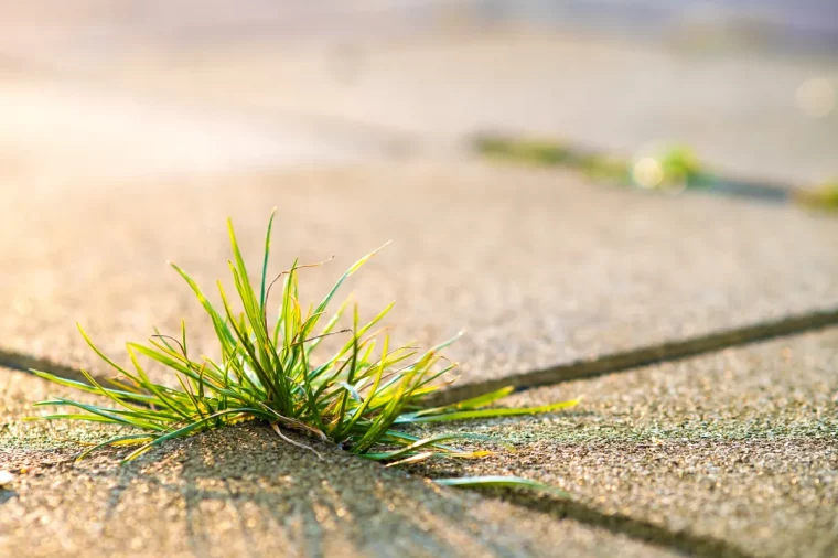 beste unkrautvernichter für fugen unkraut gras dauerhaft entfernen
