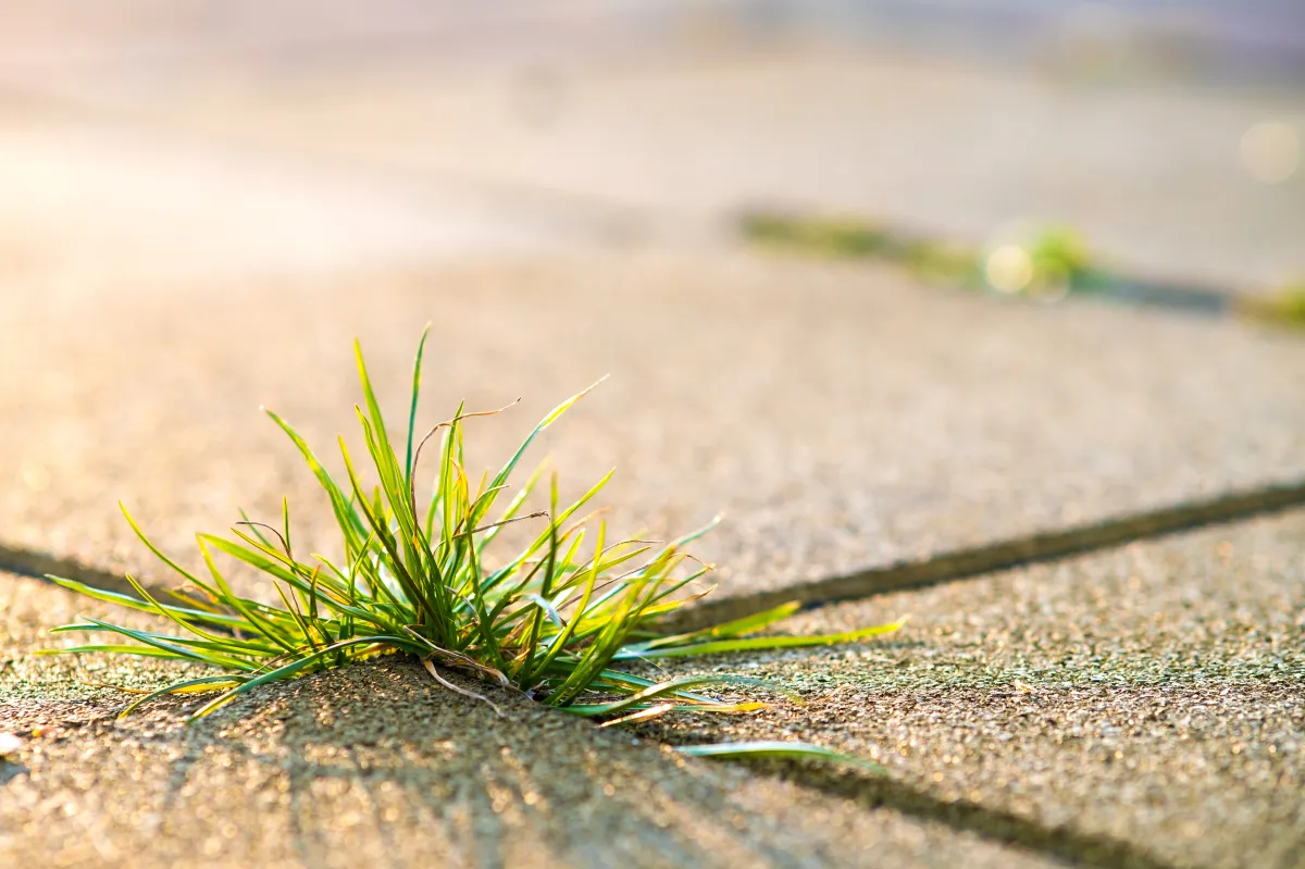 beste unkrautvernichter für fugen unkraut gras dauerhaft entfernen