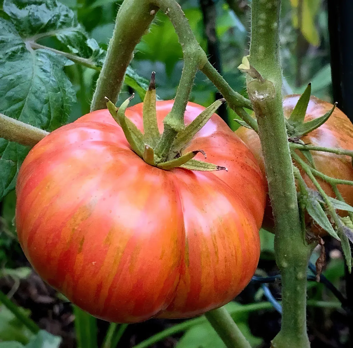 bewässerung der tomaten was beachten