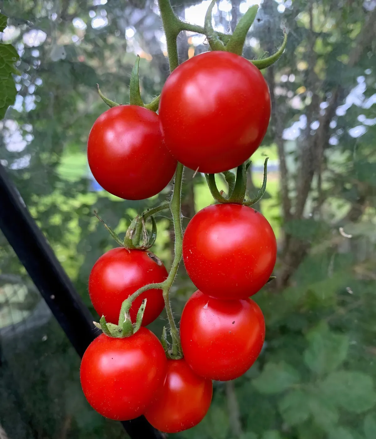 bewässerung von tomaten muss man jeden tag gießen
