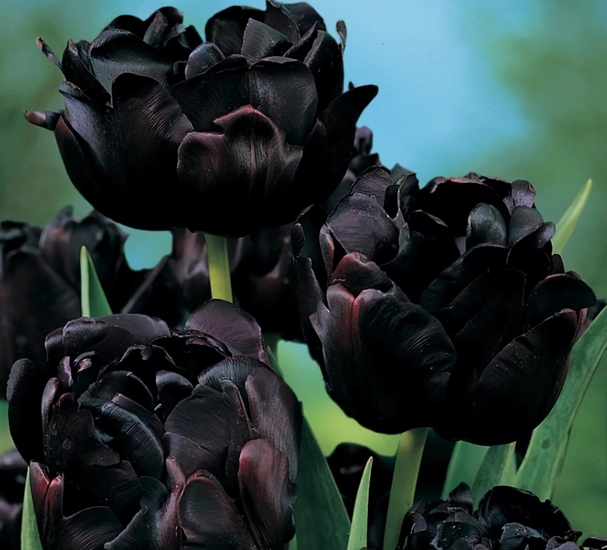 black hero tulpe bepflanzen schwarze blumen