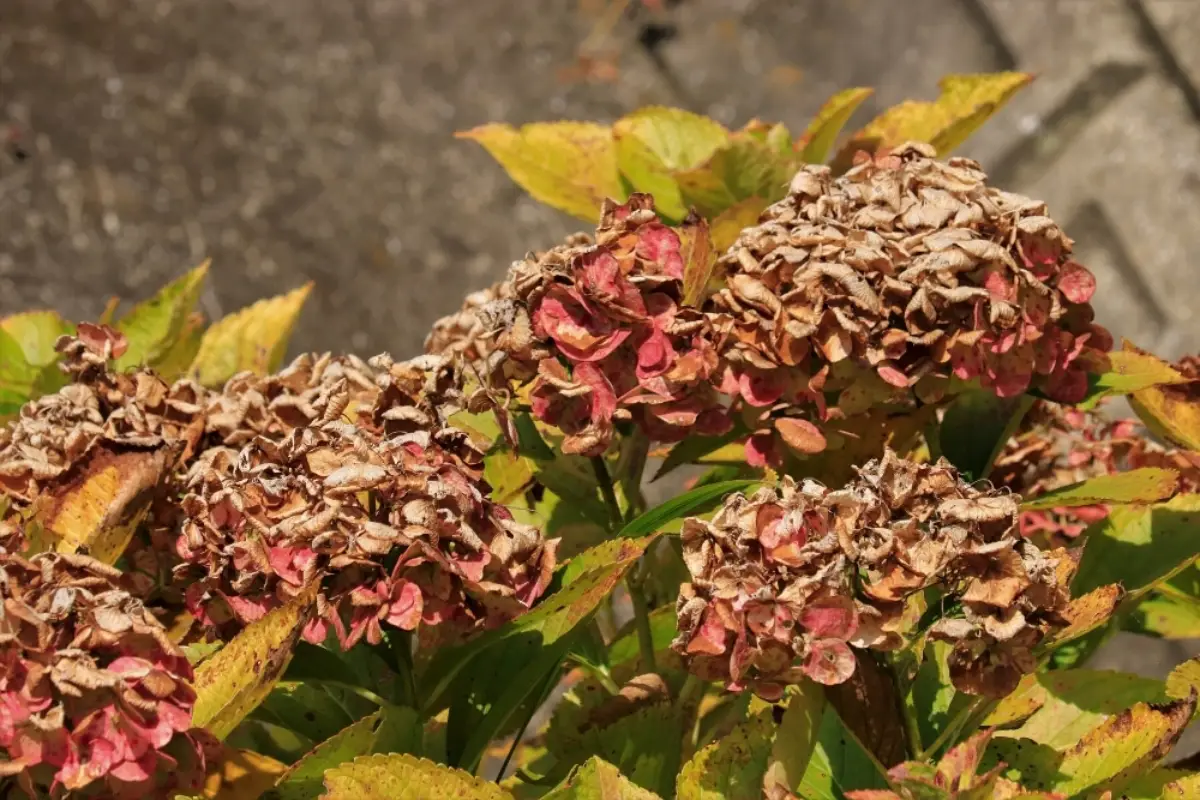 blaetter blueten hortensie haengen beitragsbild canva