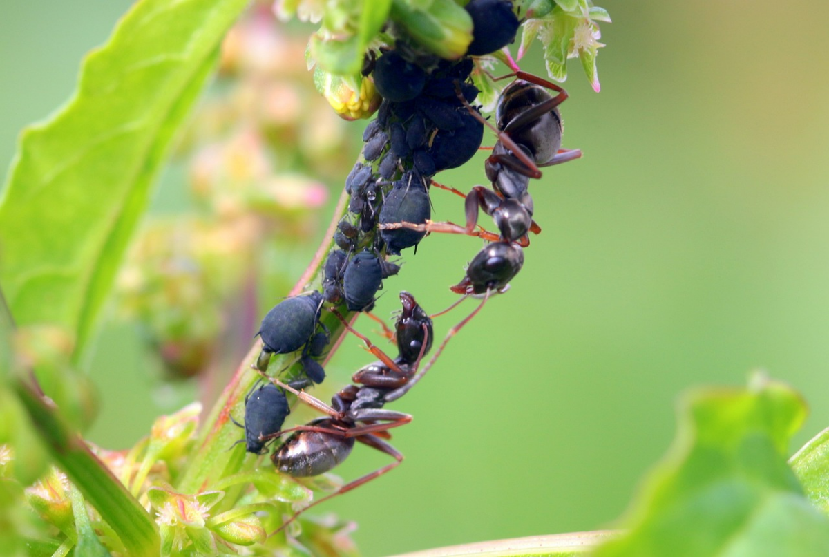 blattlaeuse an erdbeeren bekaempfen pflanze schwarze schaedlinge