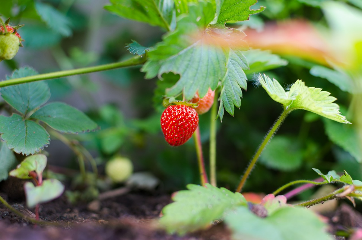 blattlaeuse auf erdbeerpflanzen erdbeeren vor schaedlinge schuetzen