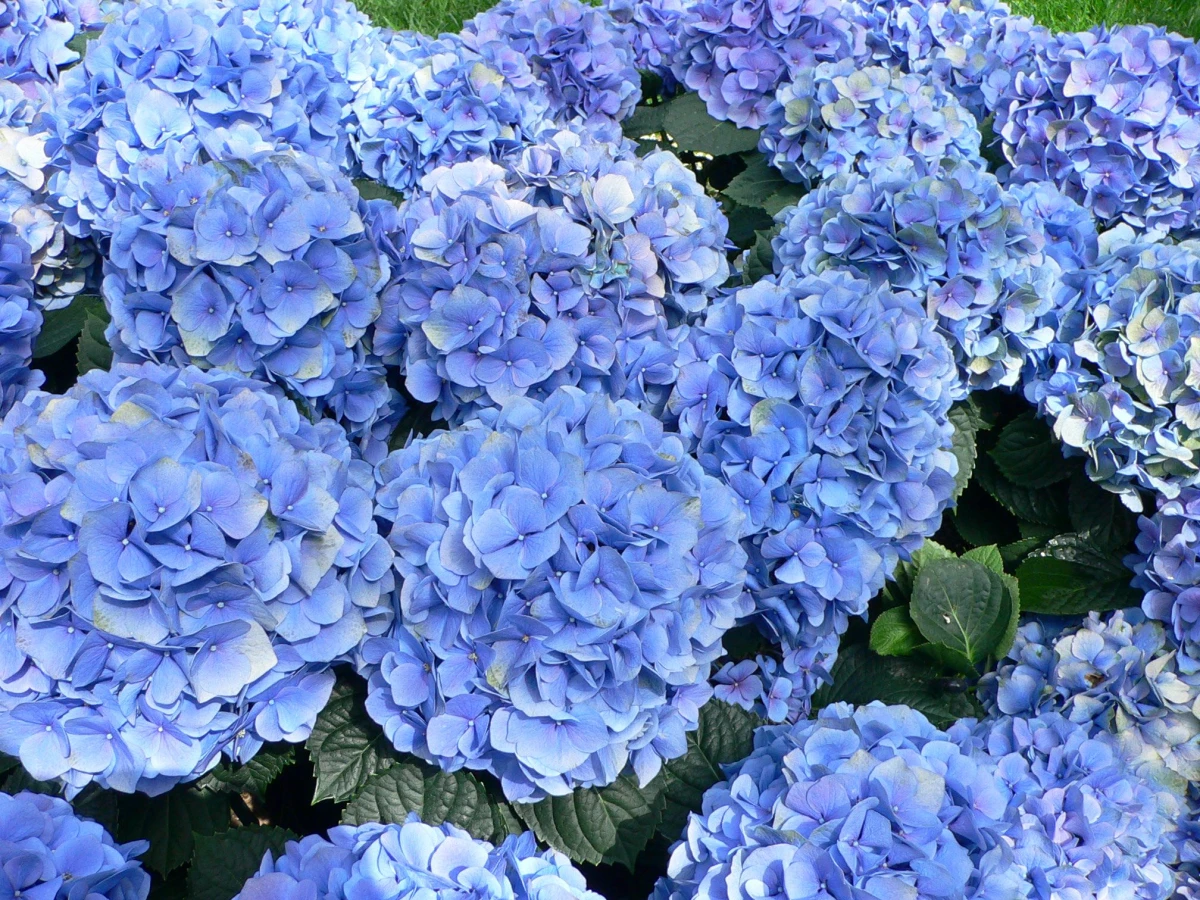 blaue hortensien mit essig giessen