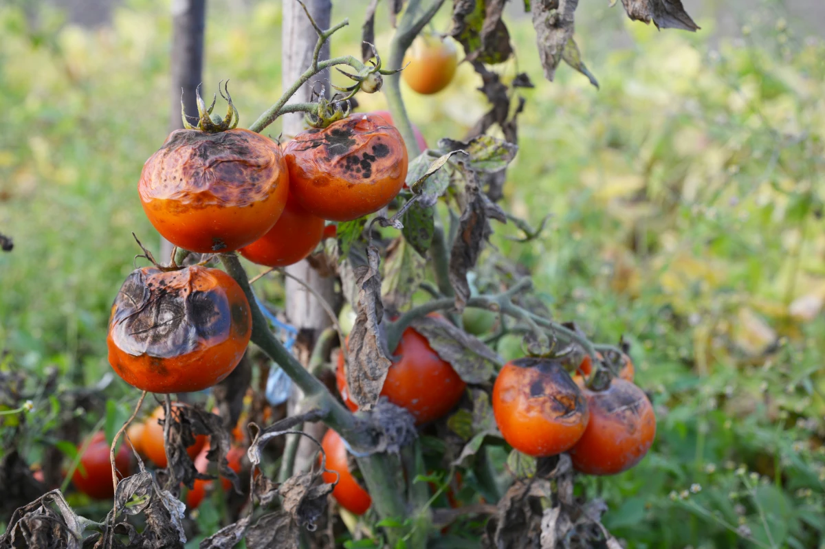 braeunfaeule an tomaten symptome