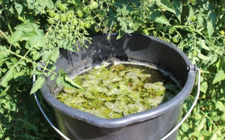 brennnesseljauche tomatenduenger selber machen