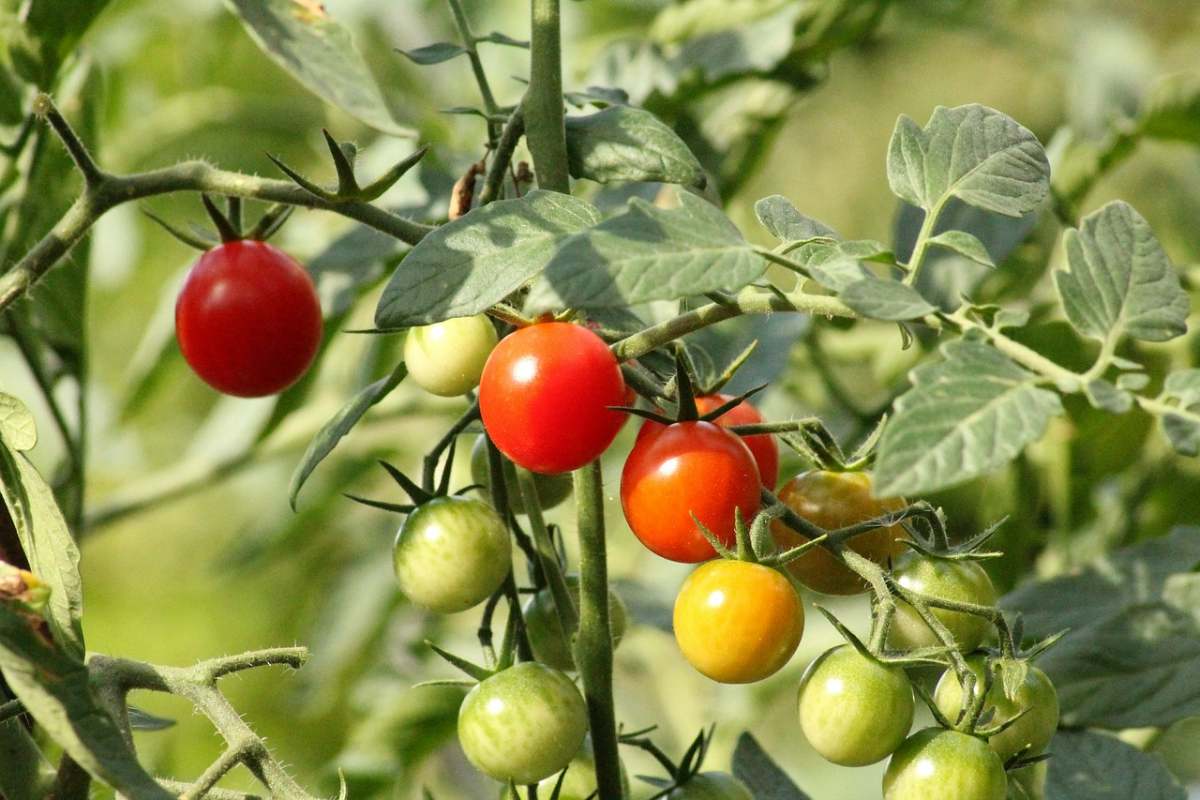 calciumduenger tomaten selber machen tomatenpflanzen duengen