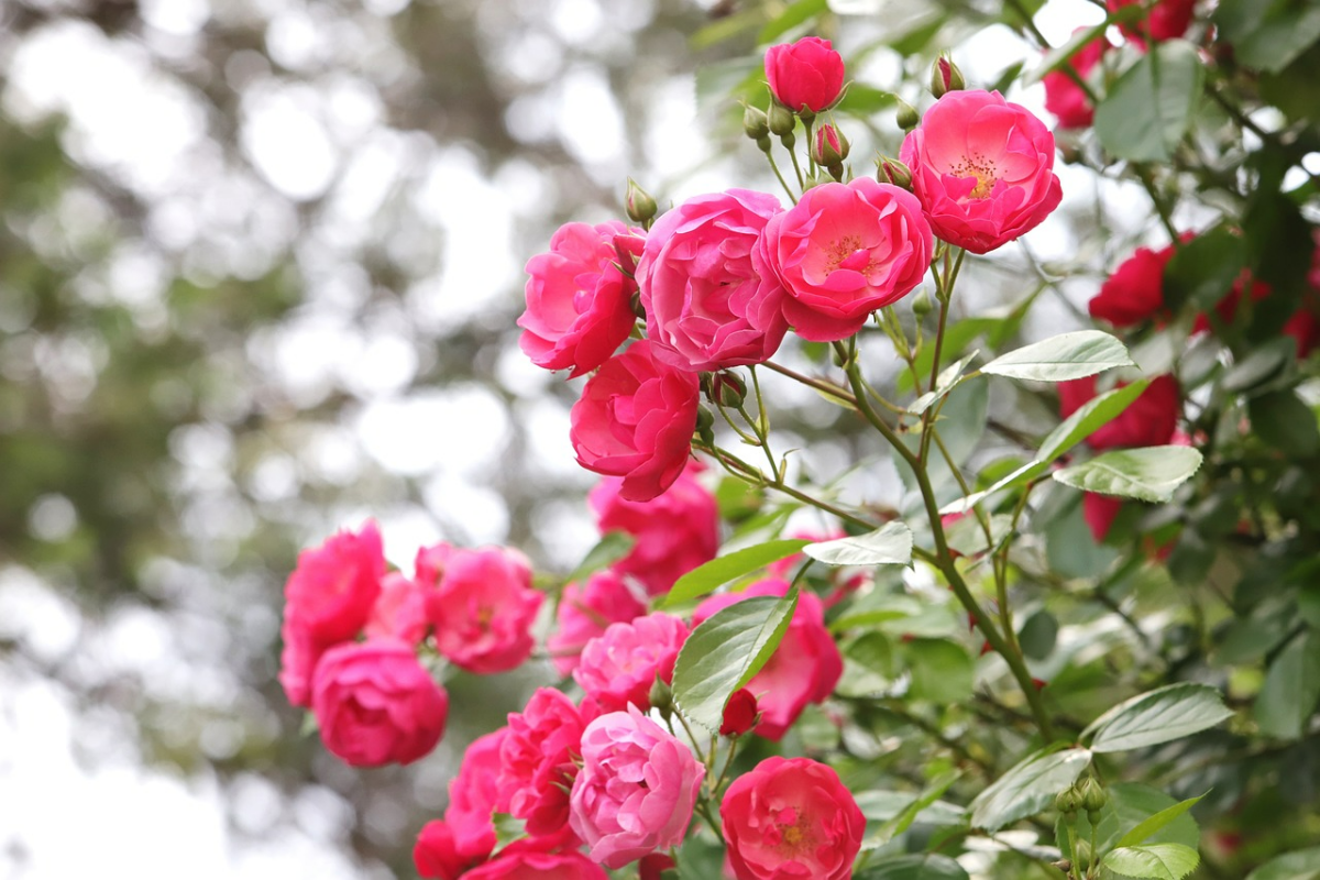 duengen mit eierschalen rosen rosenstrauch gartenrosen