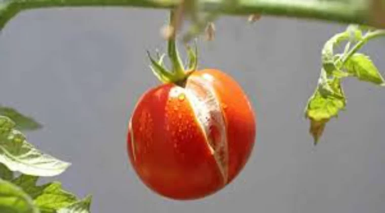 einfacher regenschutz fuer tomaten aufspalten der fruechte vermeiden
