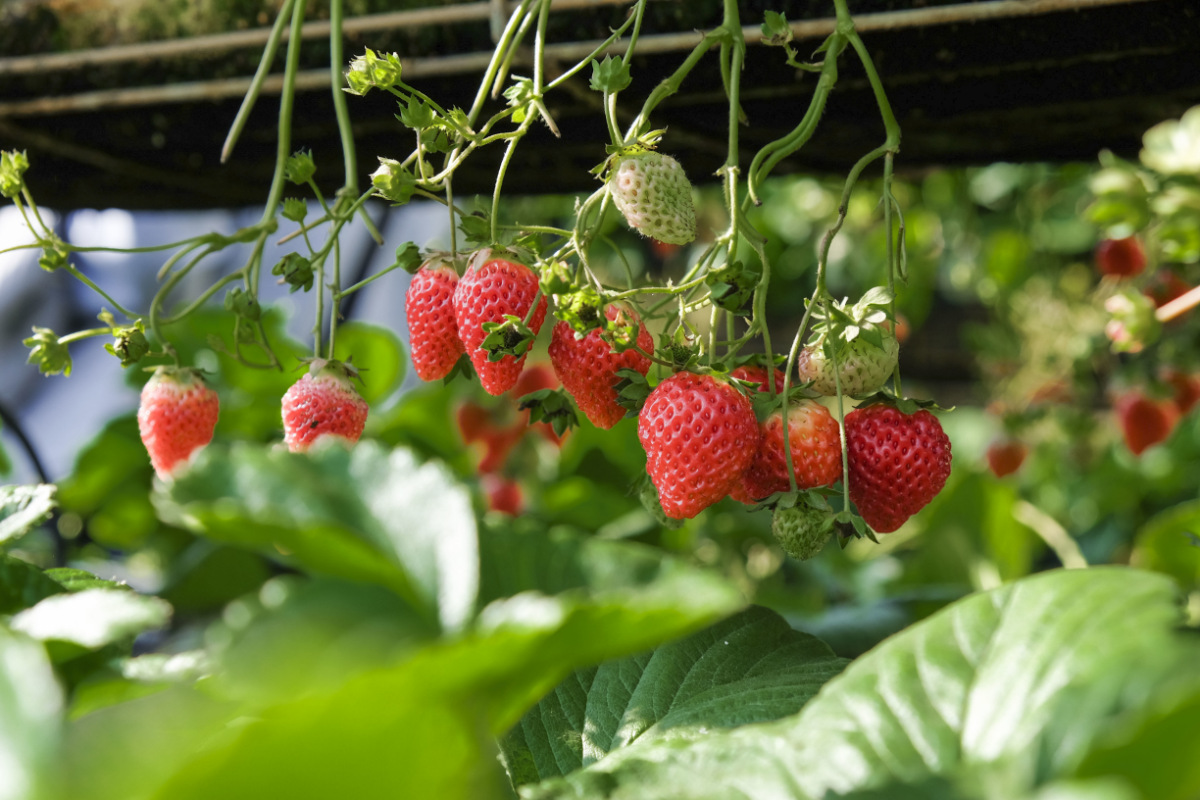 erdbeeren auslaeufer abschneiden oder nicht erdbeerpflanze tipps