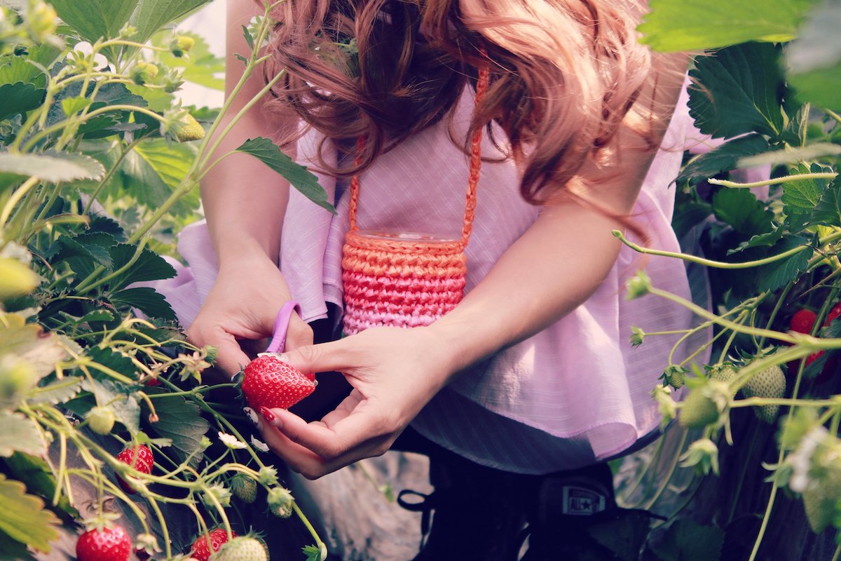 erdbeeren ernten wann sind sie reif und wie vorgehen